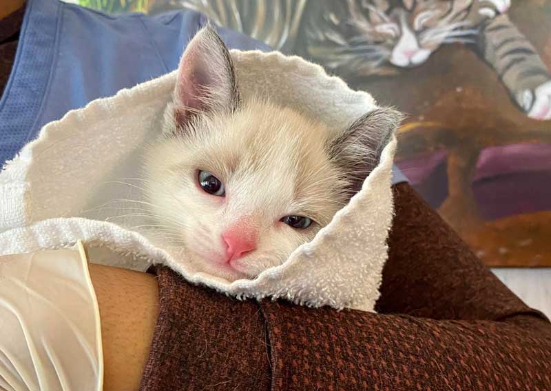 Carousel Slide 1: Kitten veterinary visits